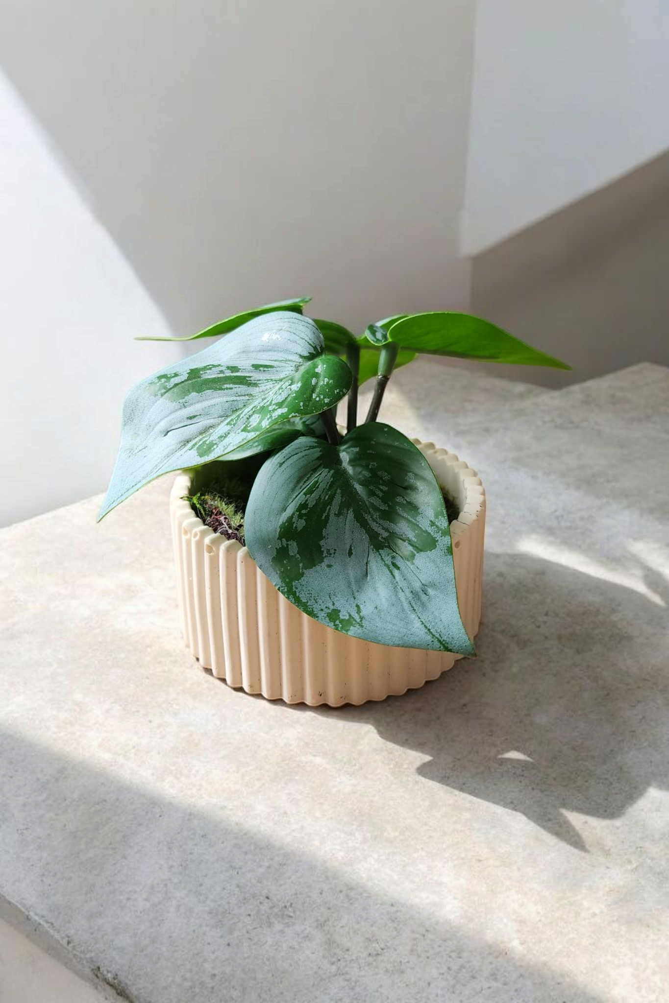 Bougies vintage+couvercle + mèche de bois - Les bougies Maeco